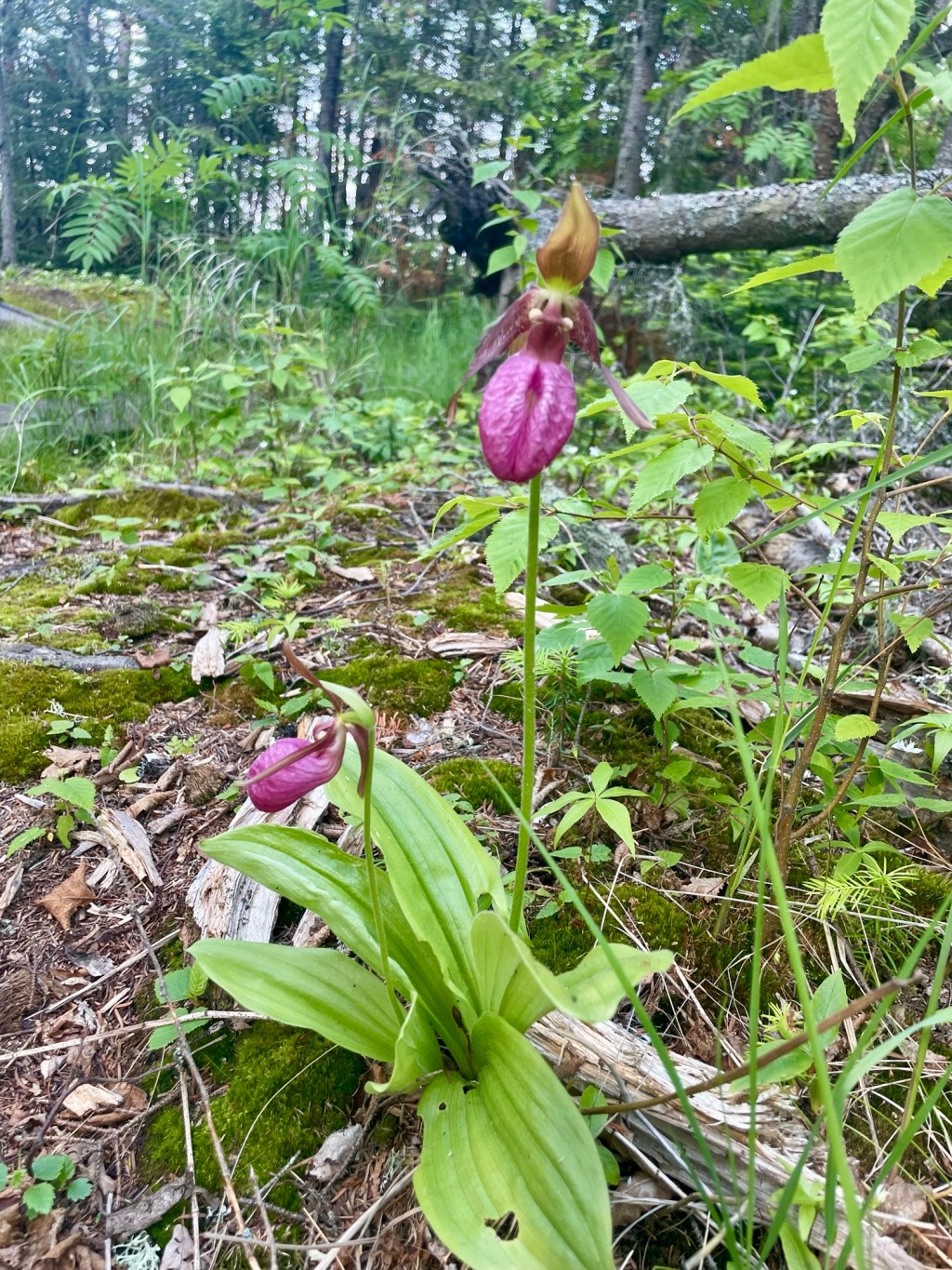 The North Shore Simple&nbsp;Life