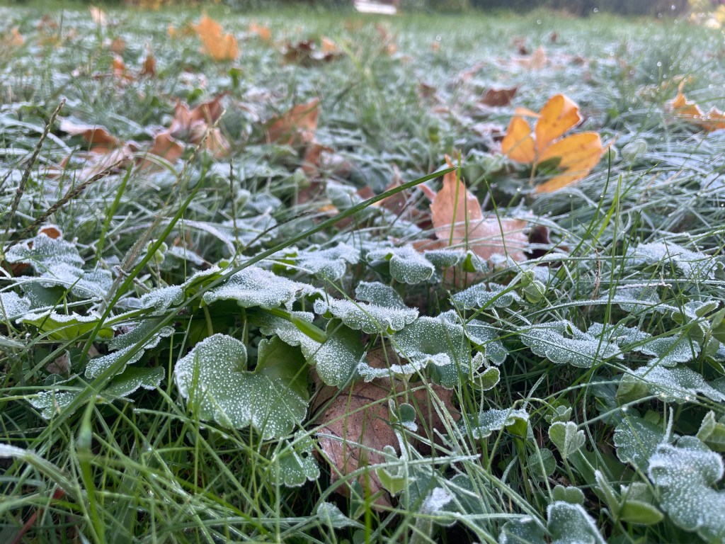 First Frost