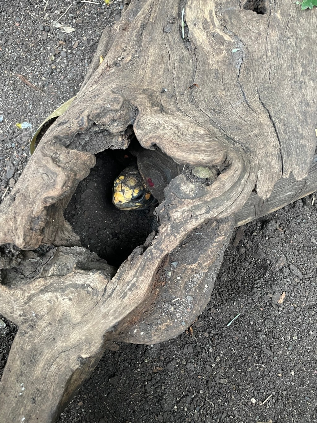 Banana, Sunset, Chair